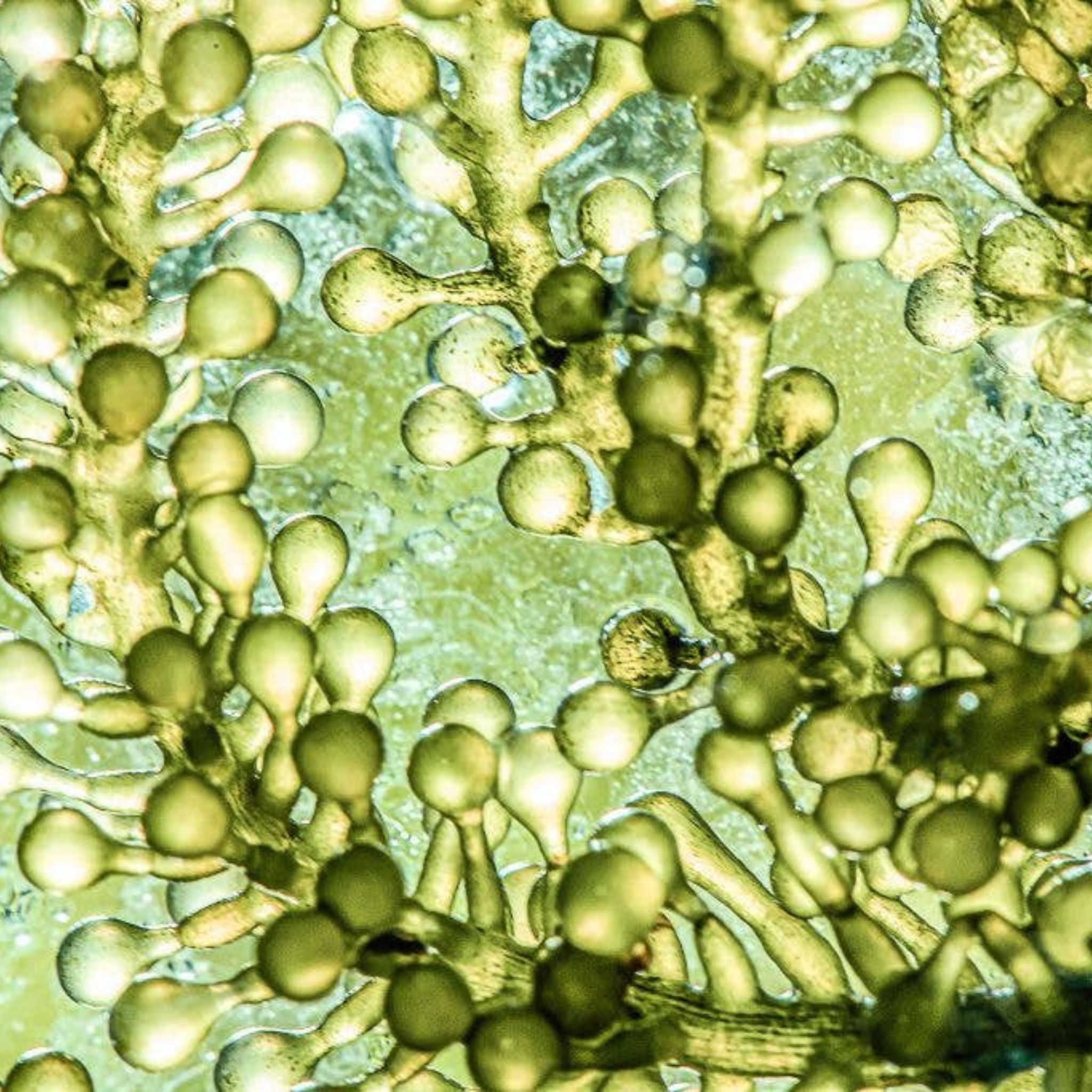 Bio Astaxanthin - 60 Kapseln