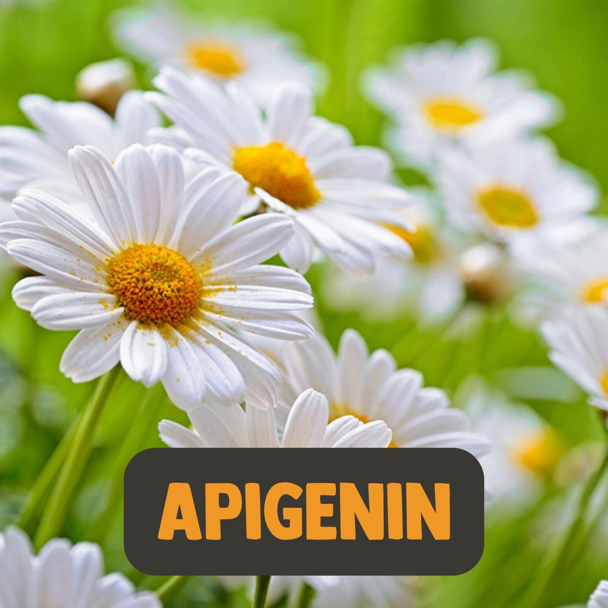 Apigenin Extrakt 100mg - 60 Kapseln - Cupplement - Adaptogen - Adaptogene - Apigenin - montcalia.ch