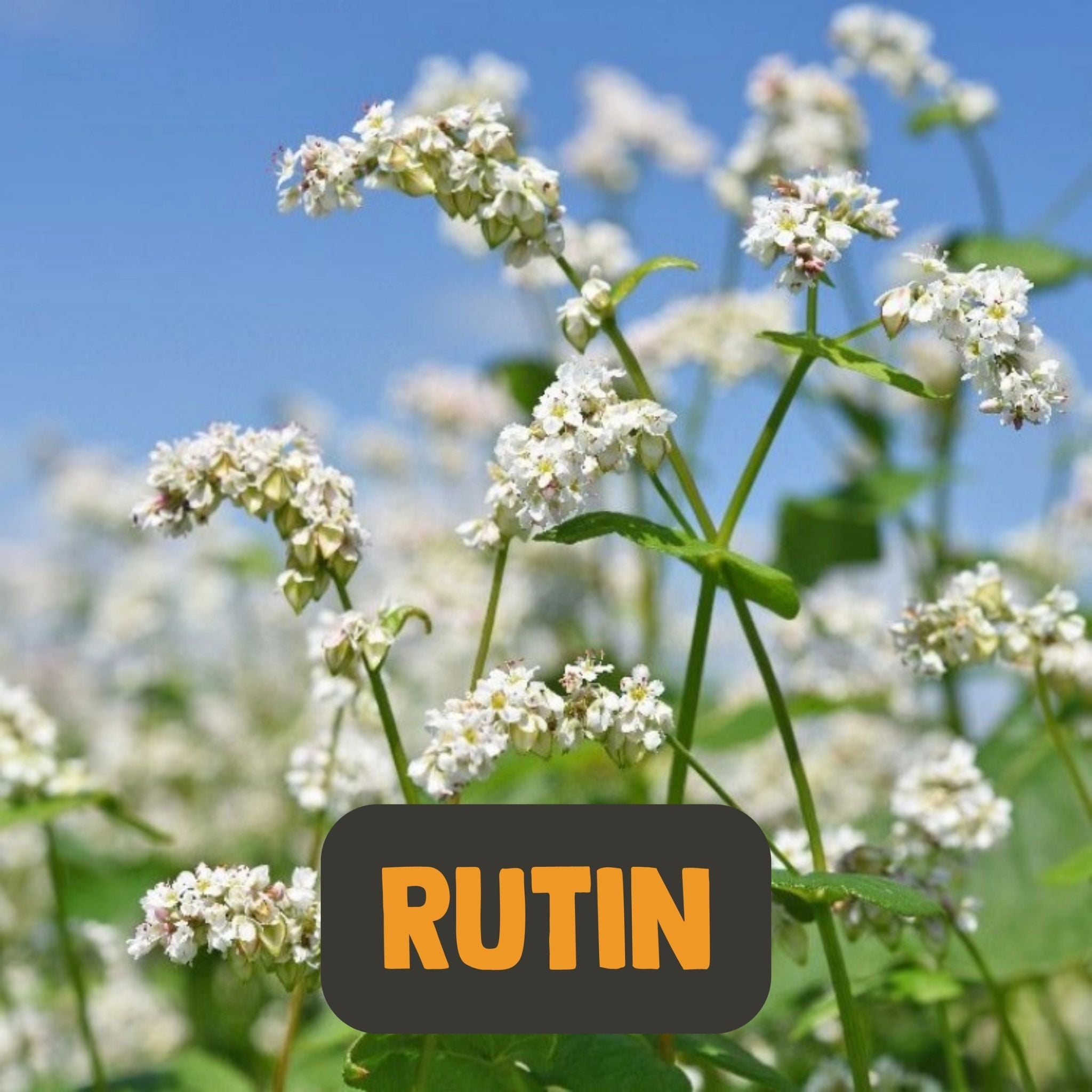 Rutin Extrakt 500 mg - 60 Kapseln - Cupplement - Heilpflanze - Kapseln - Rutin - montcalia.ch